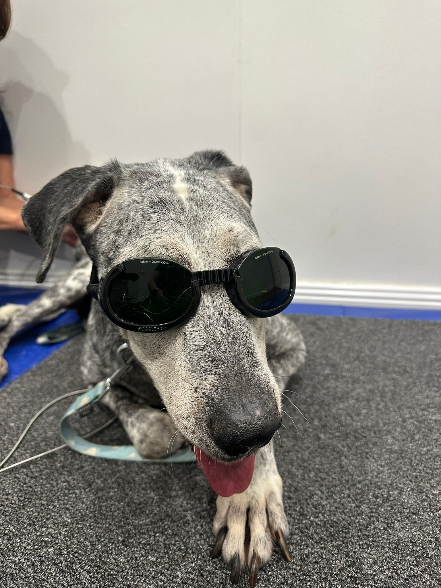 IMG_9801 Old dog Laser