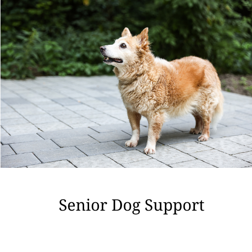 Senior Dogs (1)