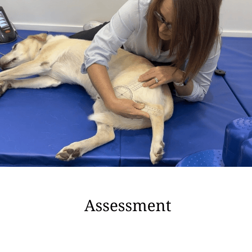 Step one Assessment (1)