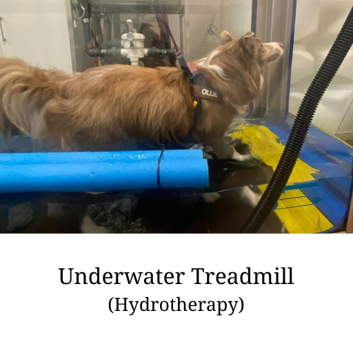 Underwater treadmill